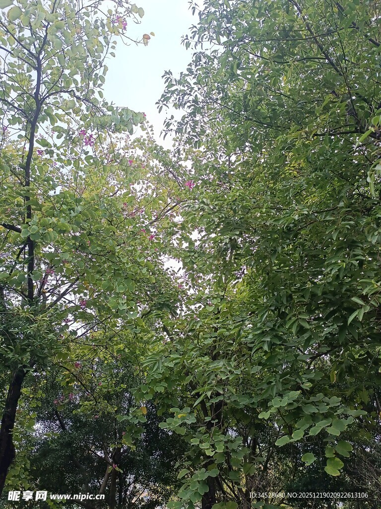 林间绿意盎然的繁茂树木