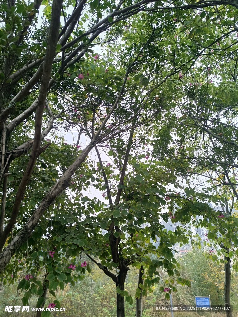 林间繁茂树木绿意盎然