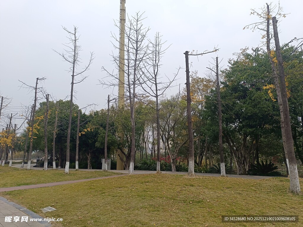 城市公园的静谧草地树林