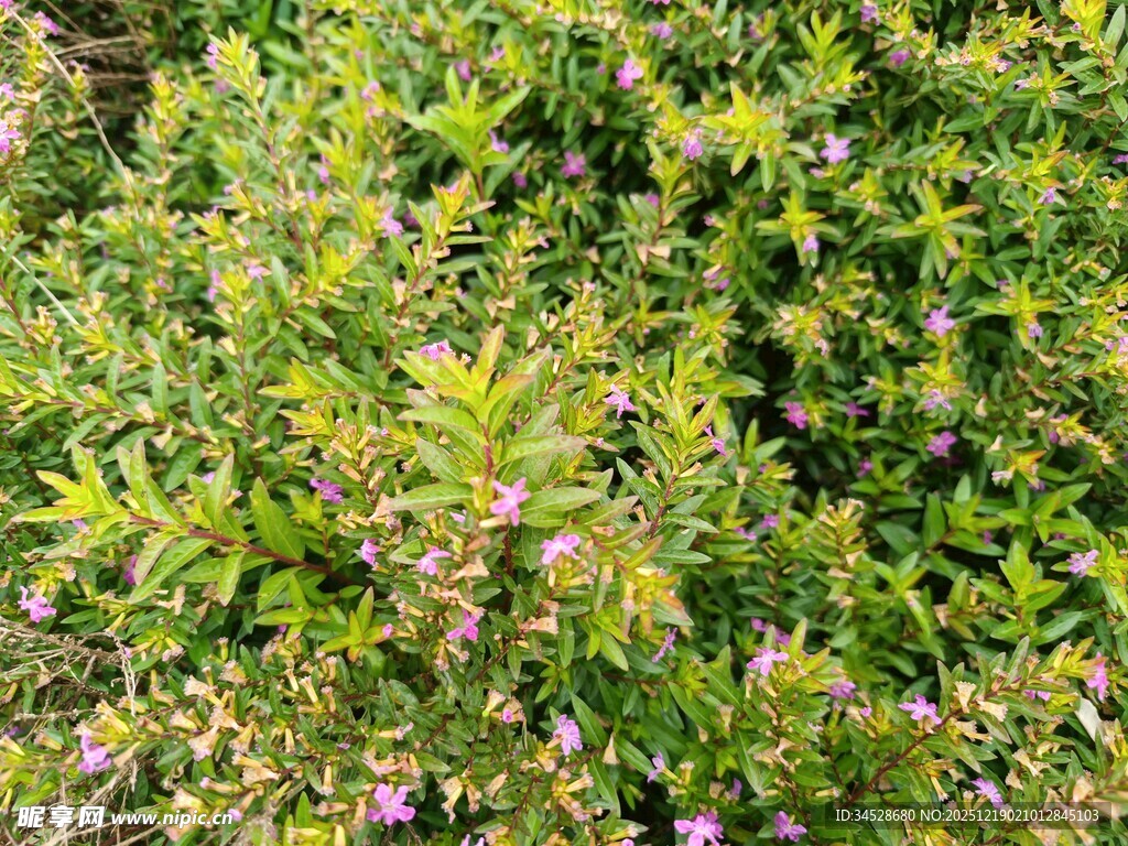 繁茂绿植中的点点紫花