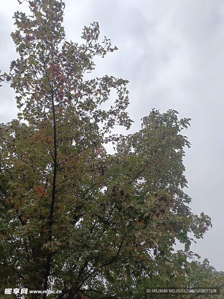 秋日树林中的繁茂树木