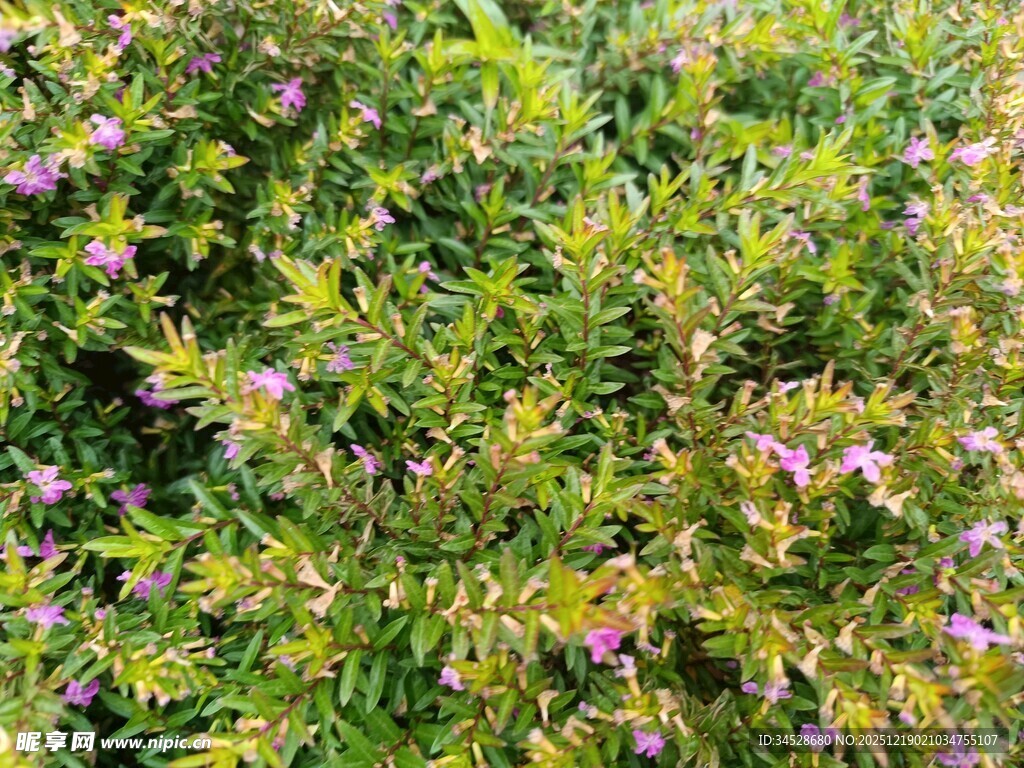 绿叶间绽放的紫色小花