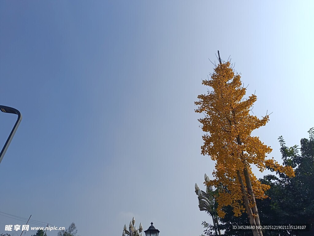 金黄银杏树映蓝天