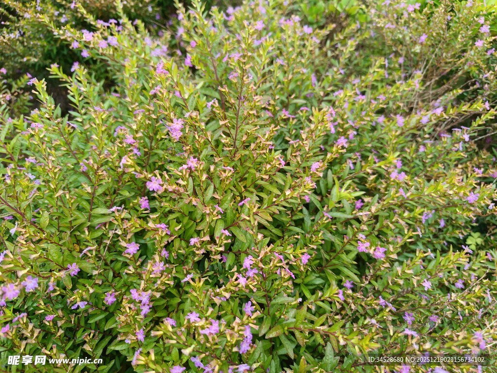 繁茂紫花灌木丛
