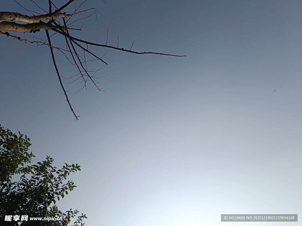 树枝伸向晴朗天空