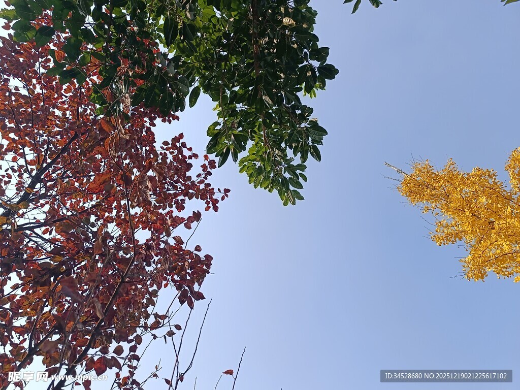 秋日树梢斑斓景致