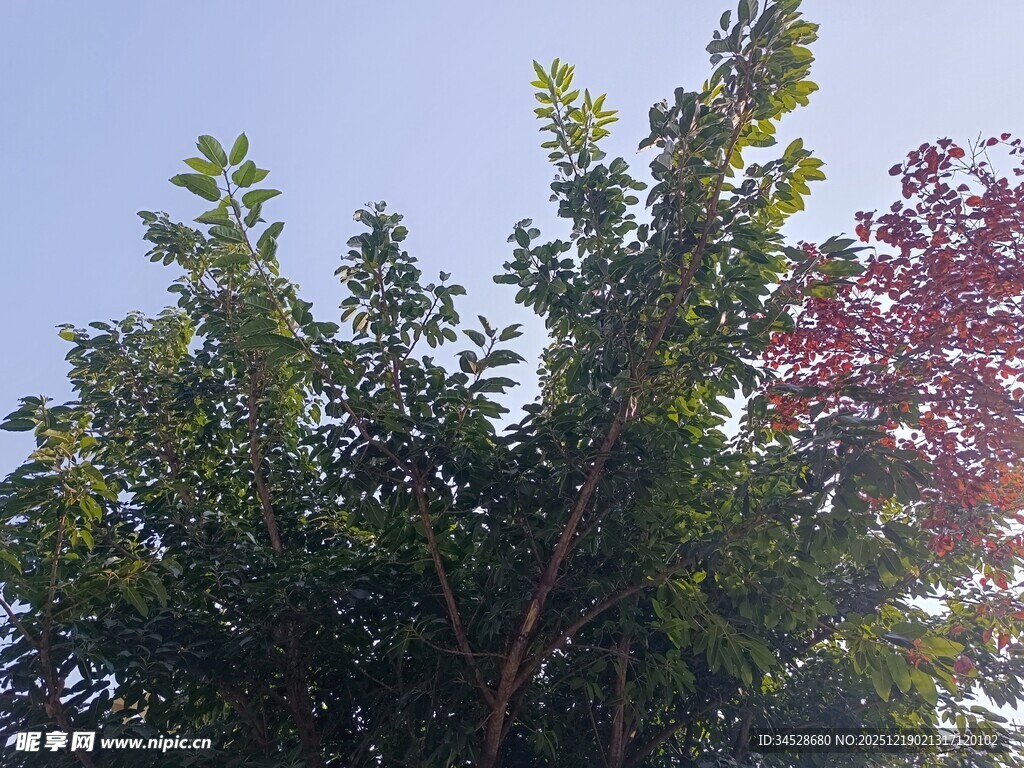 树梢上的蓝天绿意