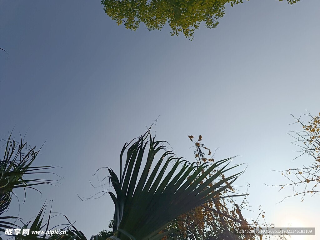 仰视下的繁茂绿植景观