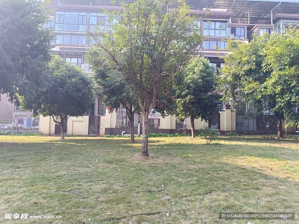 校园内的绿树与开阔草地