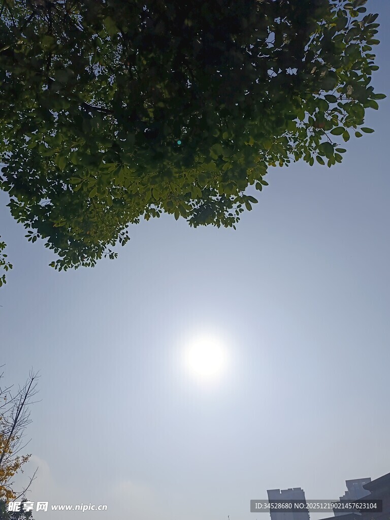 阳光下的树梢与城市天际