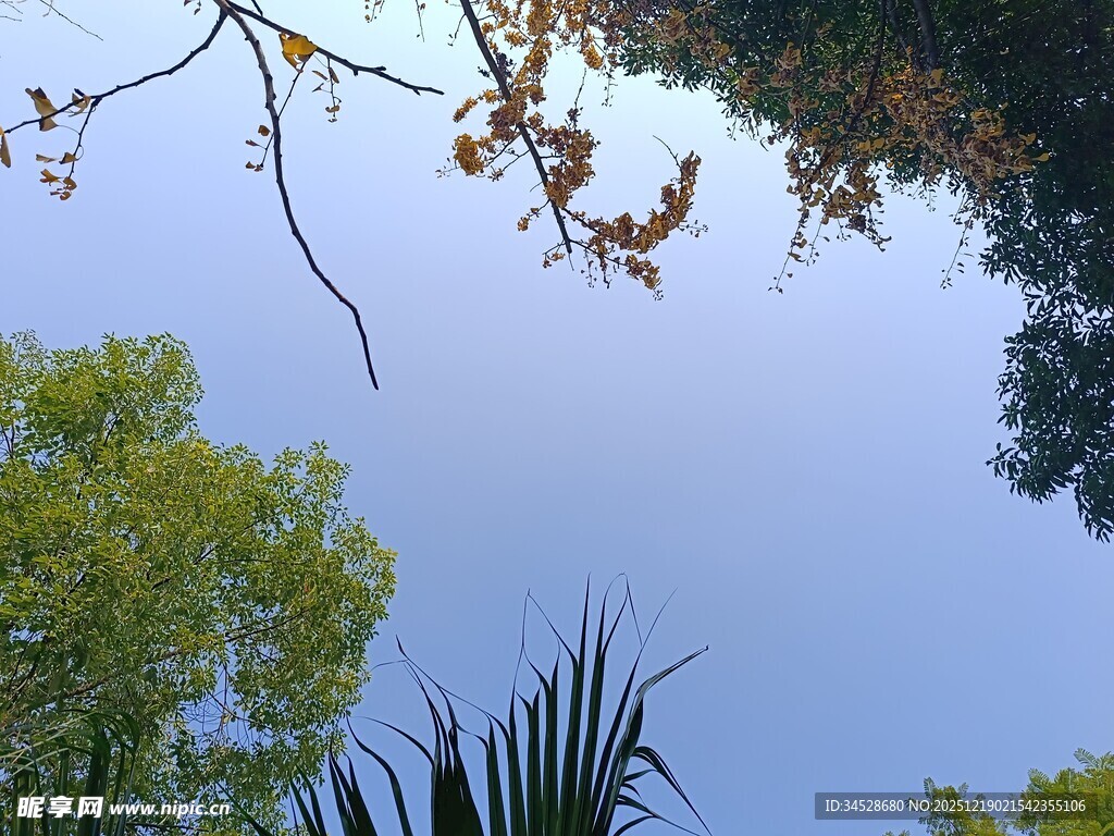 仰视蓝天绿树景致