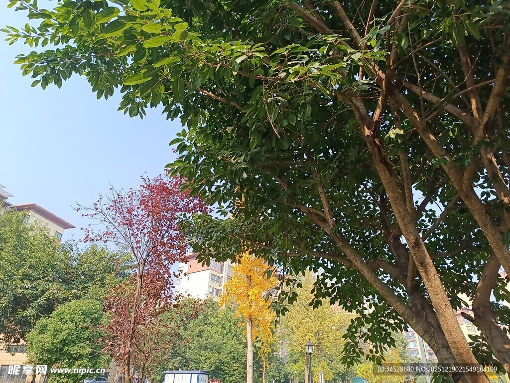 多彩树木装点户外景致