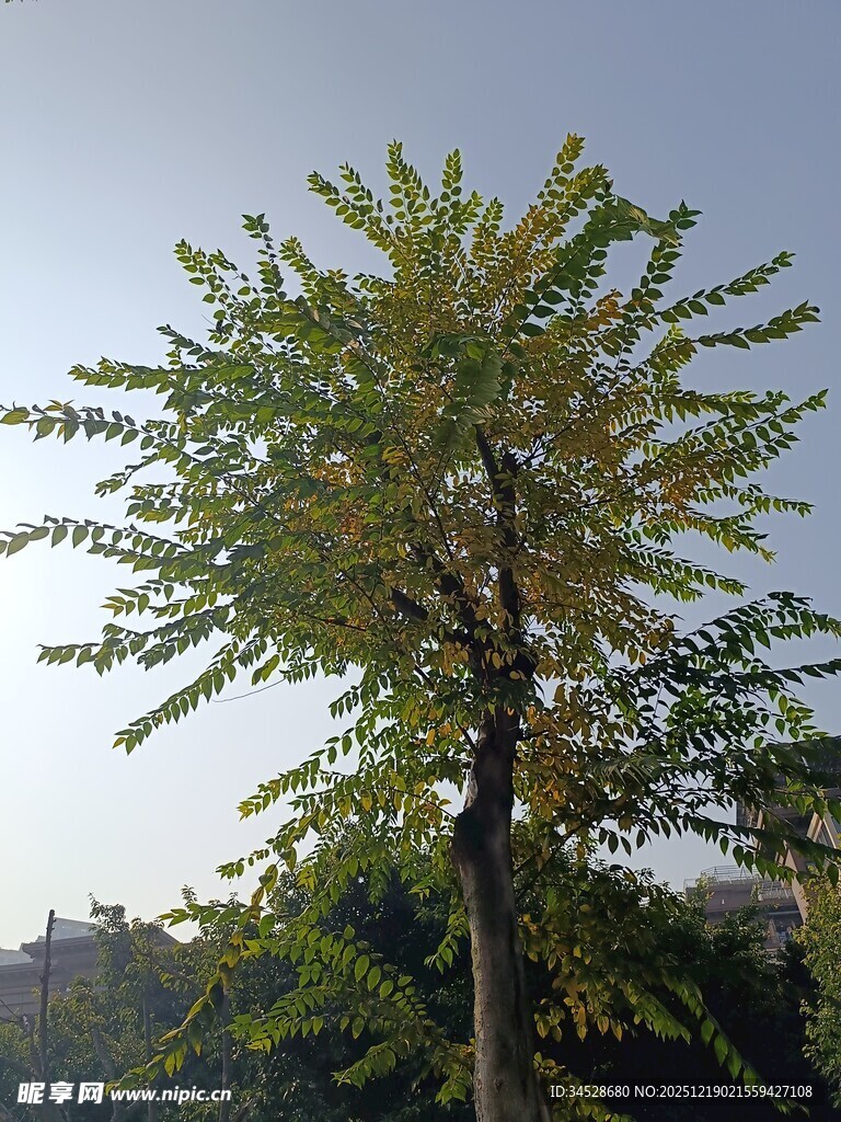 阳光下的茂盛树木