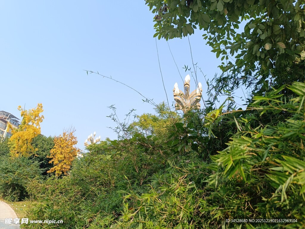 林间小道旁繁茂绿植景观