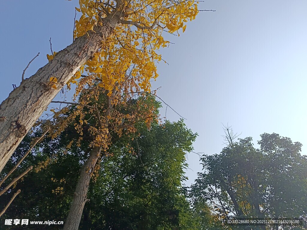 秋日挺拔黄叶树木景观