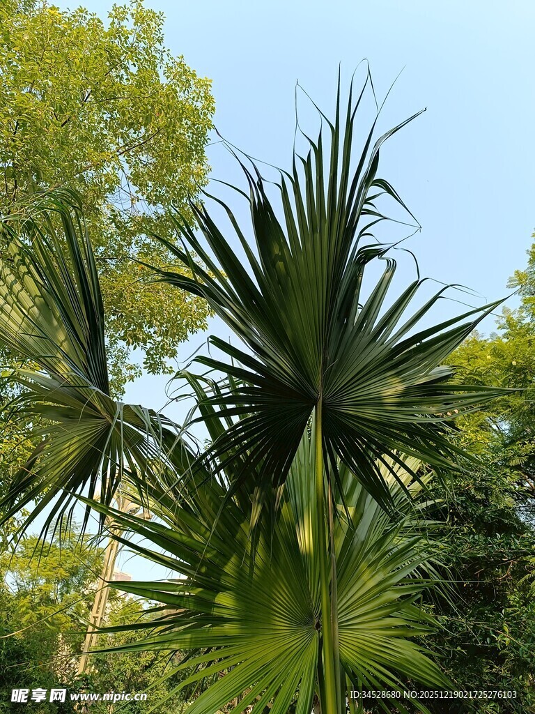 户外挺拔的棕榈科植物