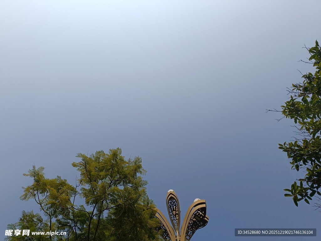 仰望树梢上的鸟儿