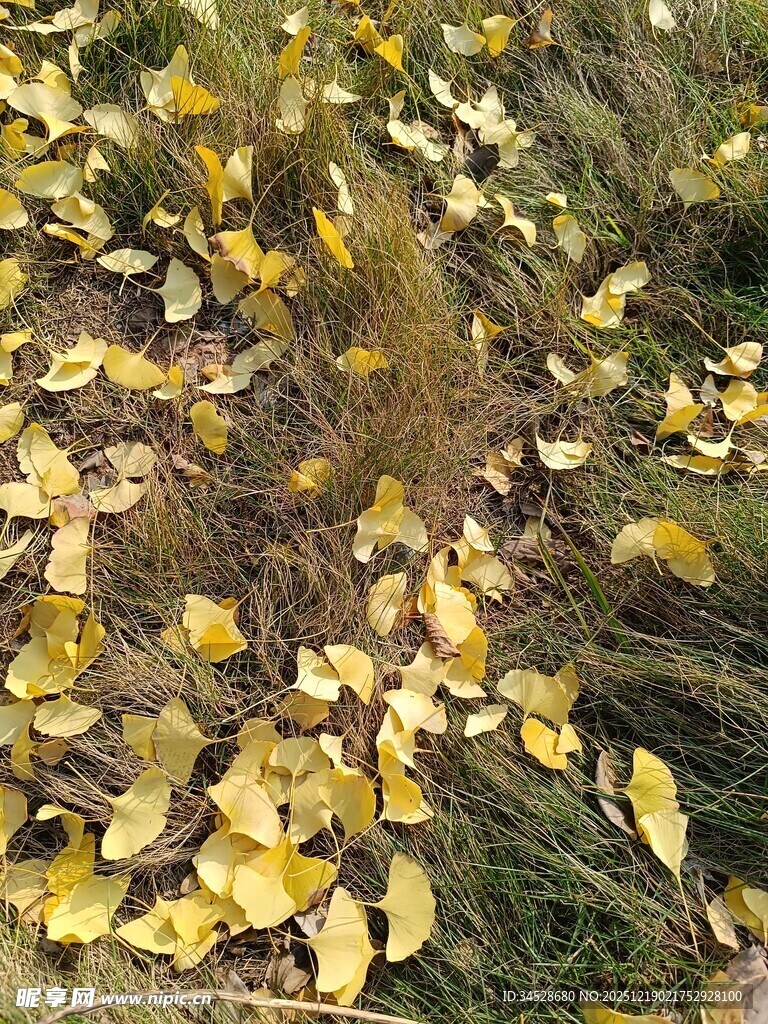 秋日银杏落叶铺满草地