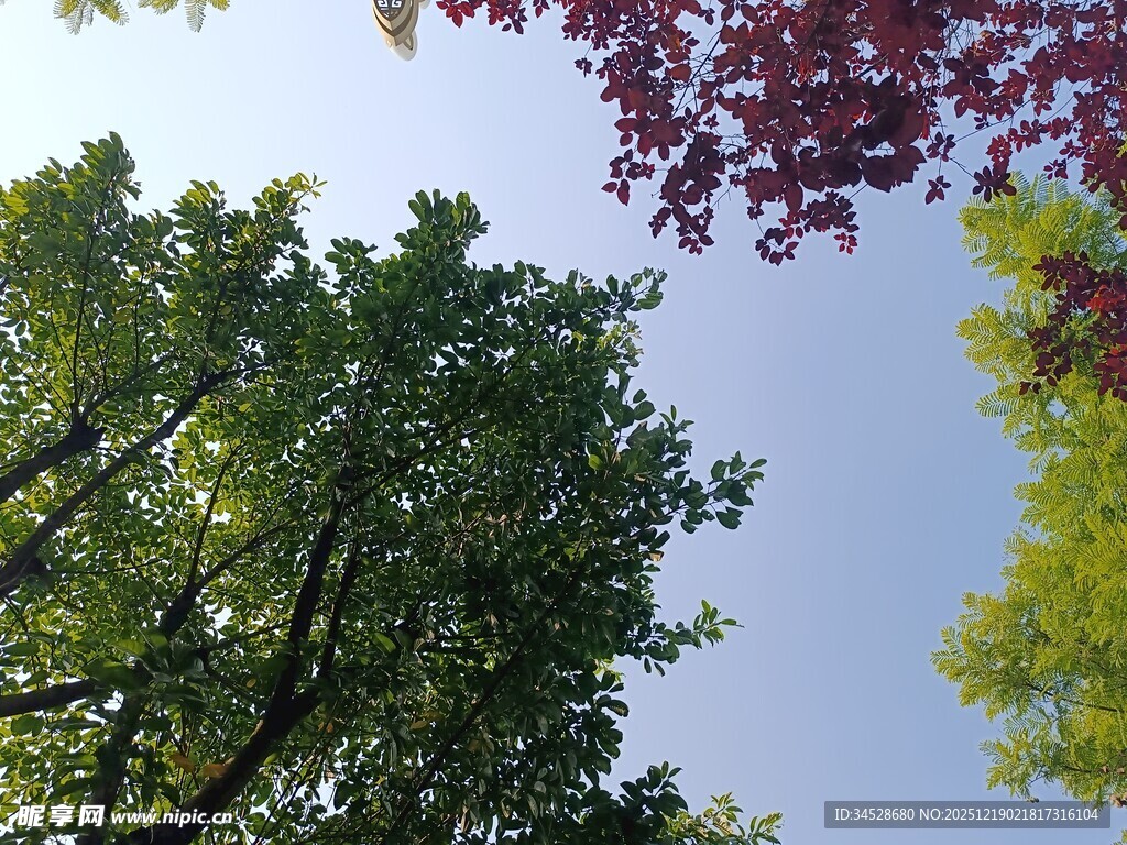 仰视多彩树木与蓝天