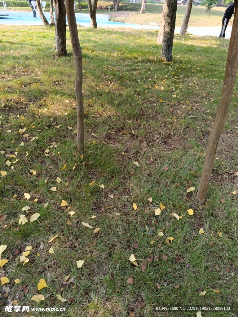 草地树木间的散落黄叶