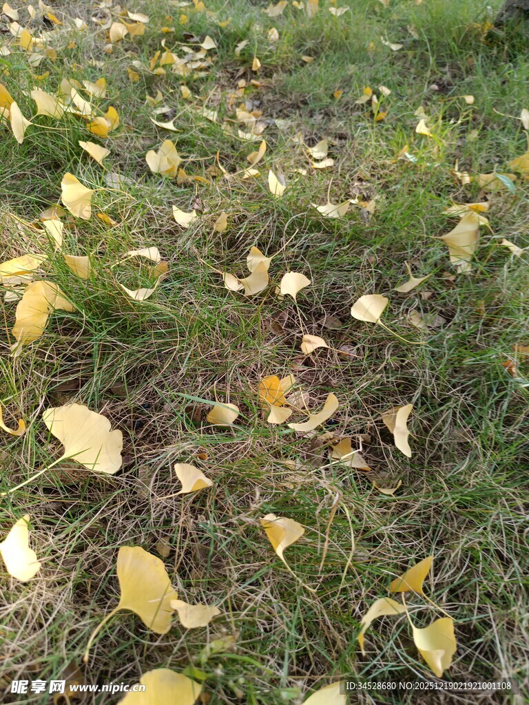 秋日草地落满金黄叶片