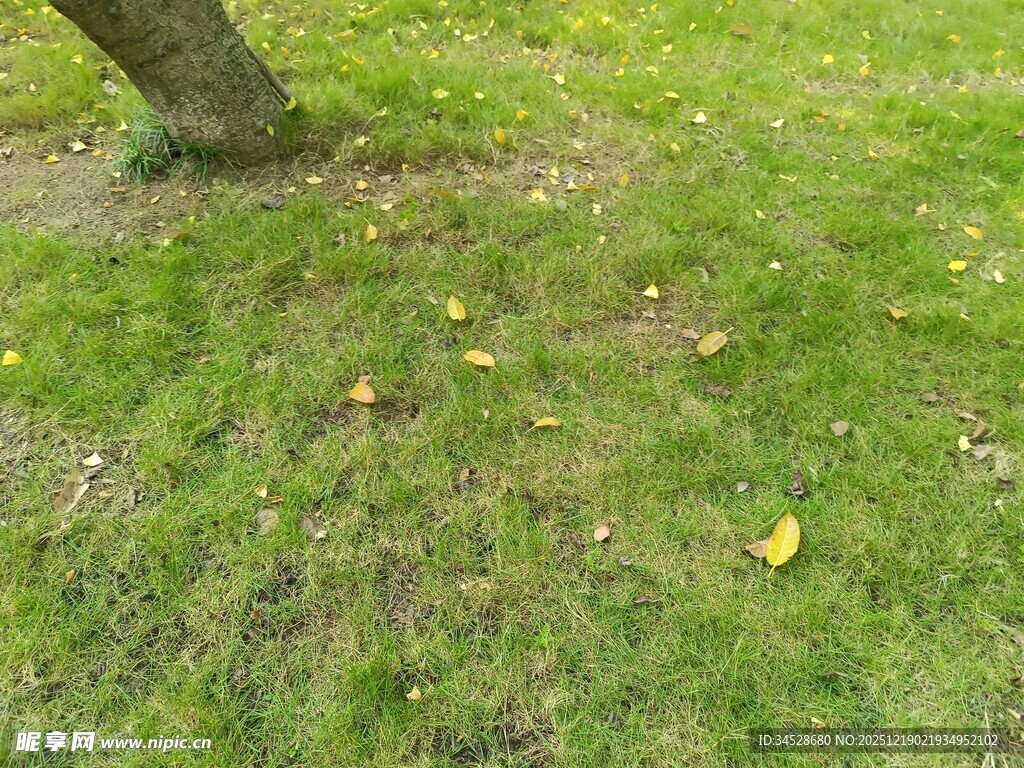 草地旁的树干与散落黄叶