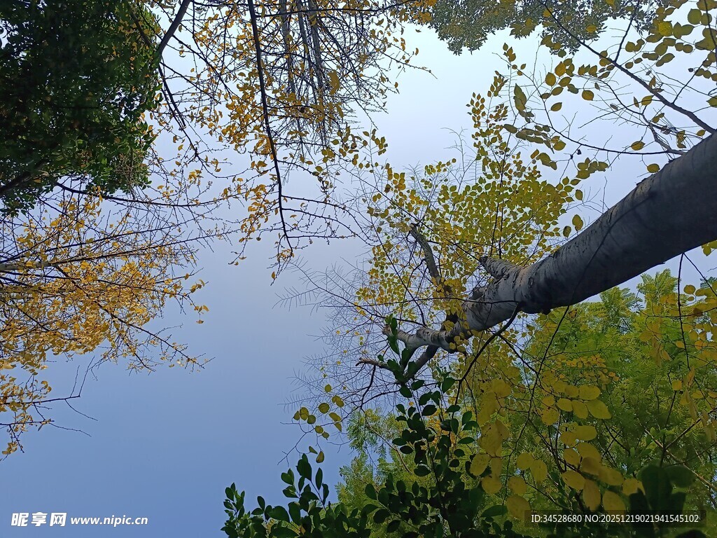 仰视秋日树梢美景