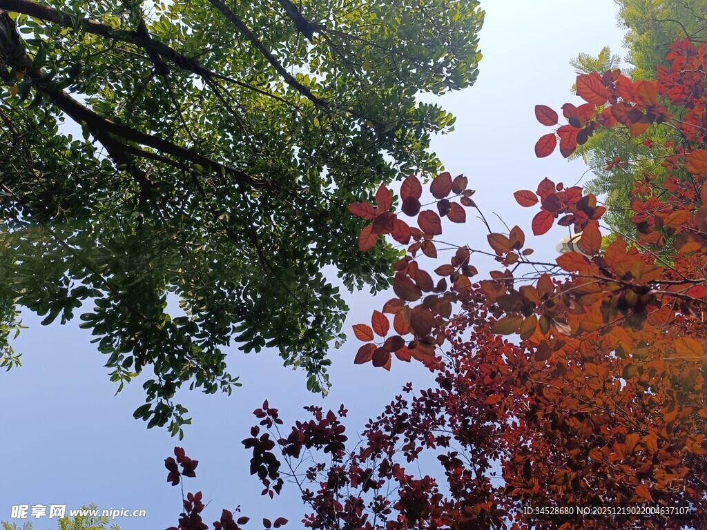 秋日树梢红叶蓝天美景