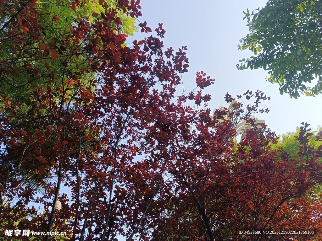 秋日斑斓红叶树景