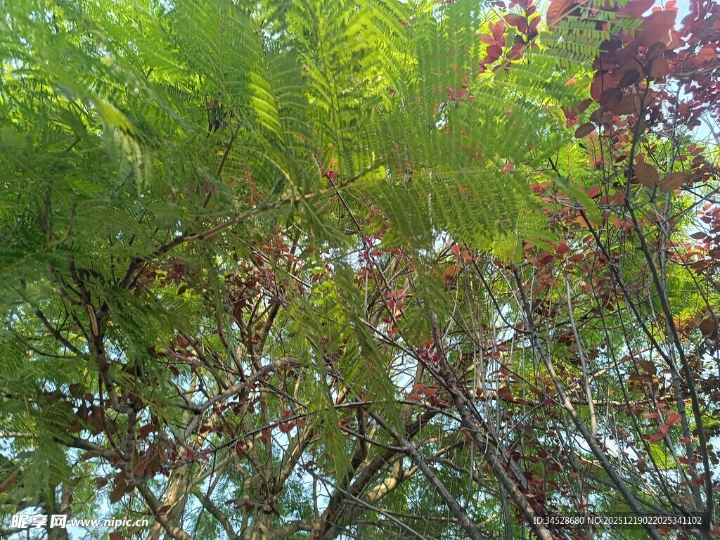 繁茂树林中的多彩枝叶