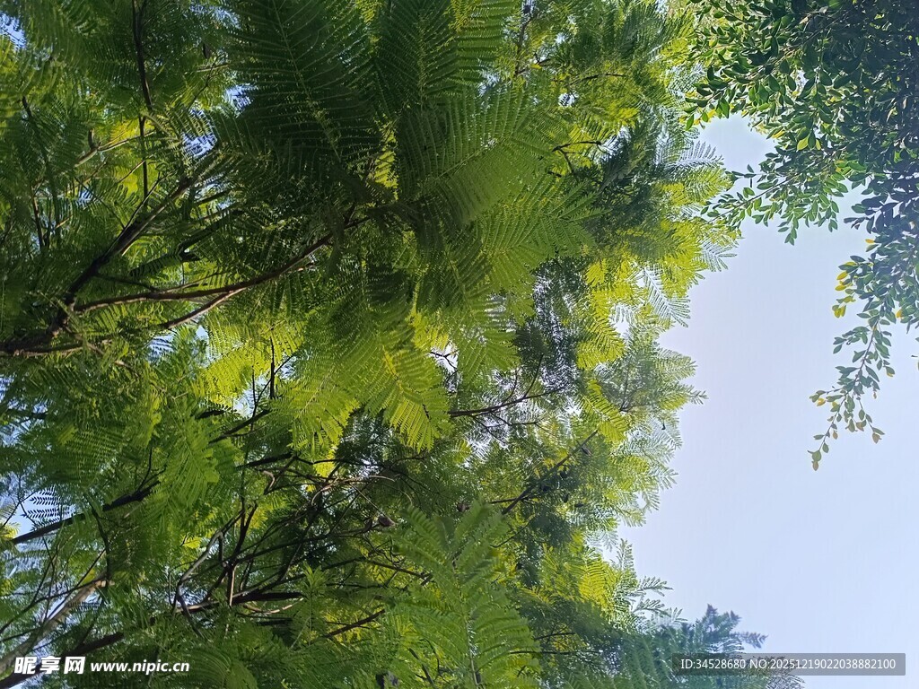 仰视葱郁繁茂的绿树树冠