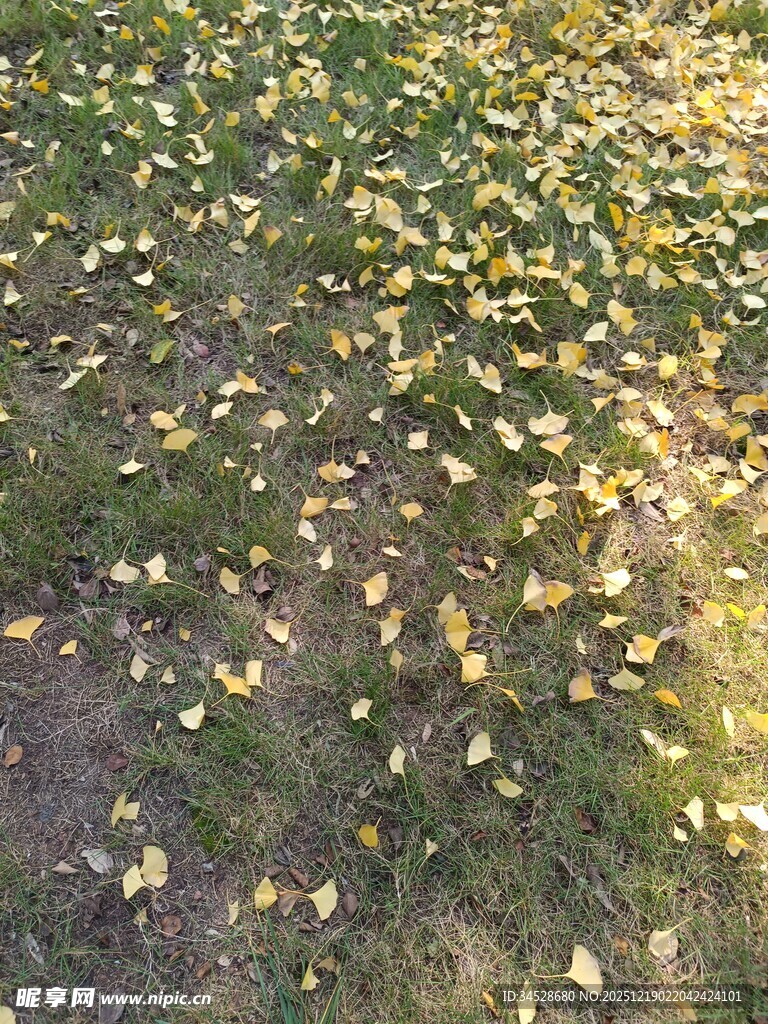 秋日草地散落金黄叶片