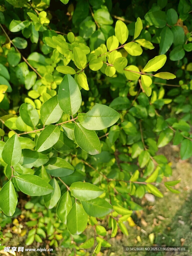 翠绿繁茂的植物叶片