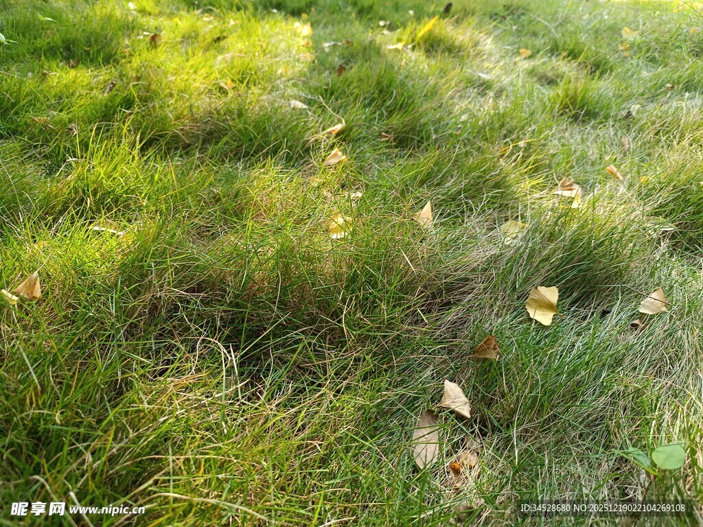 阳光下的翠绿草地