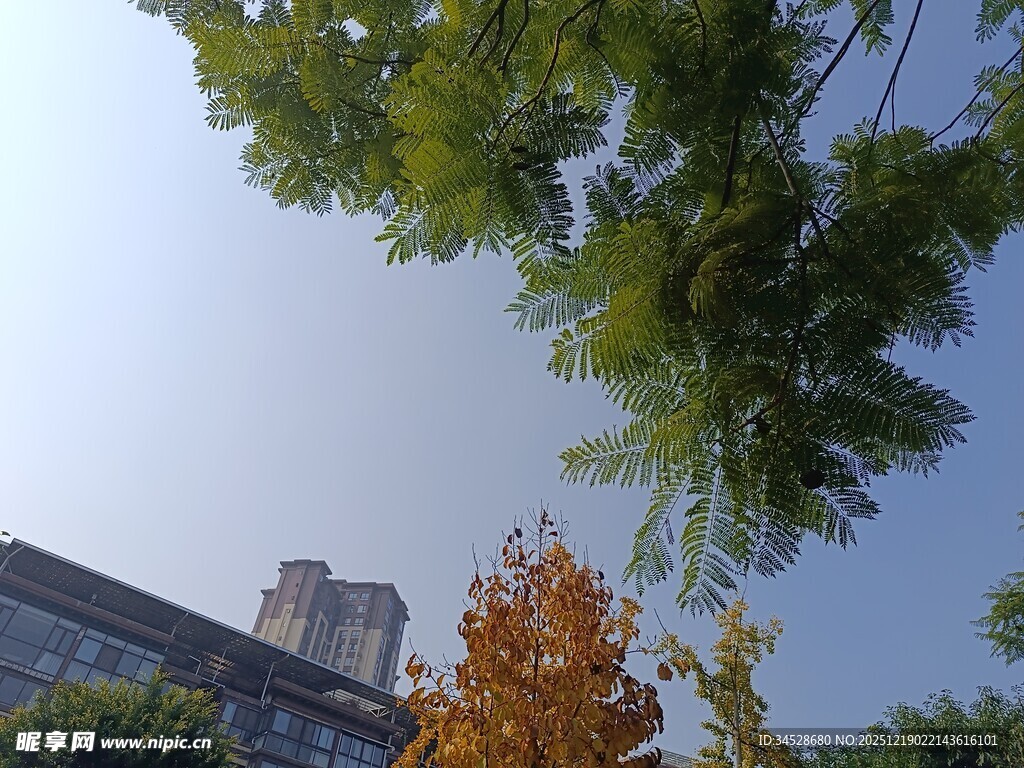 秋日树梢与建筑景致