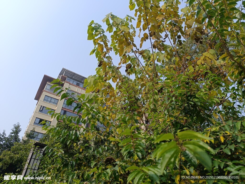 绿叶掩映下的多层建筑