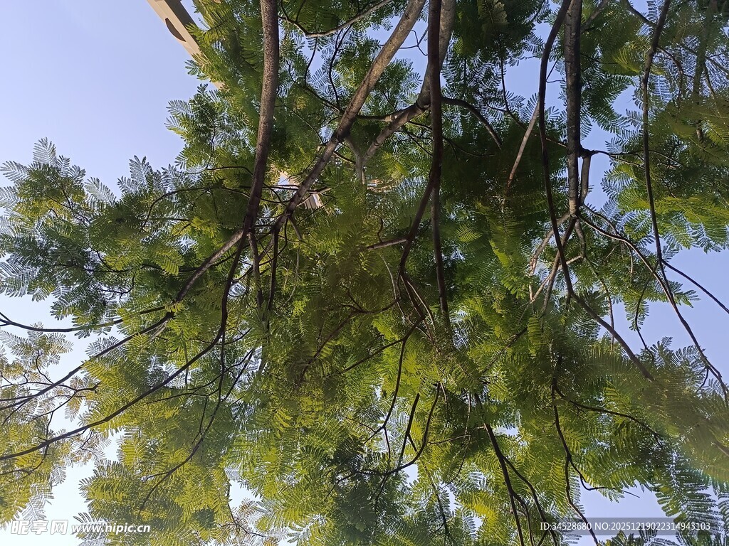 仰视茂密繁茂绿荫树冠