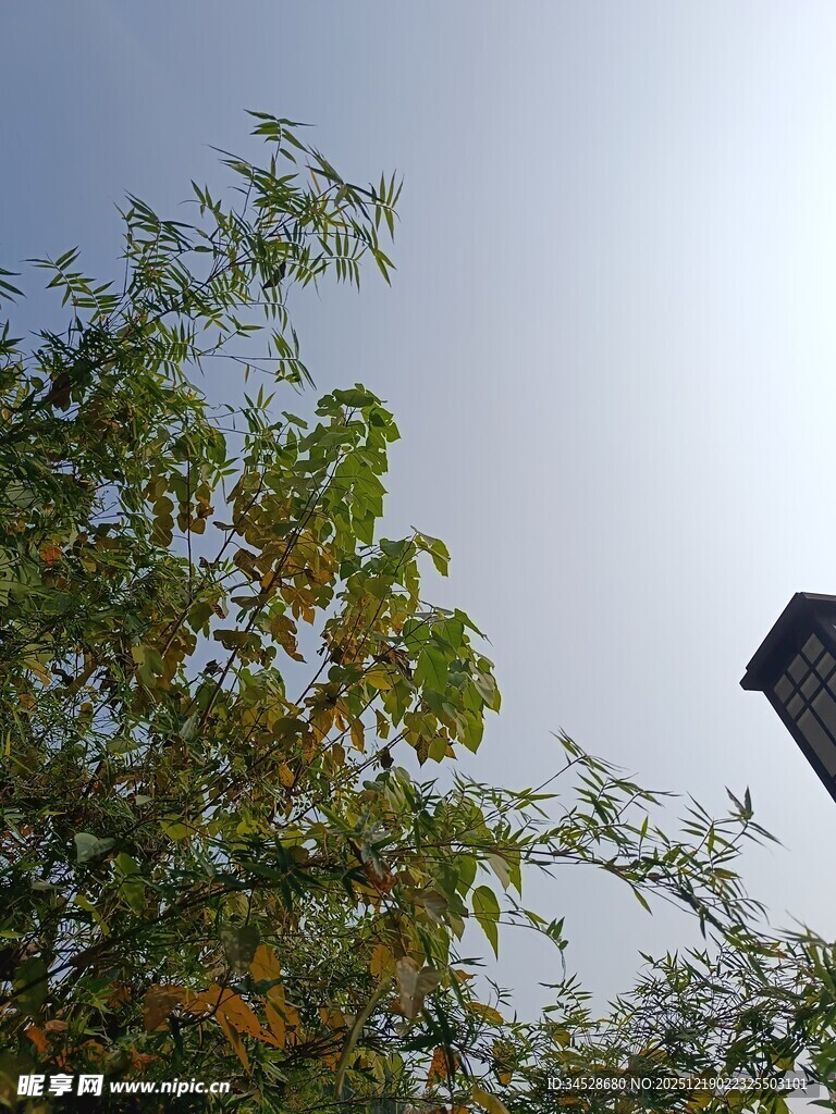 树梢上的蓝天与飞鸟