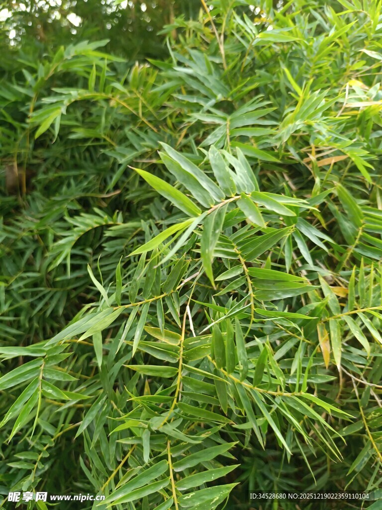 翠绿繁茂的羽状叶片植物
