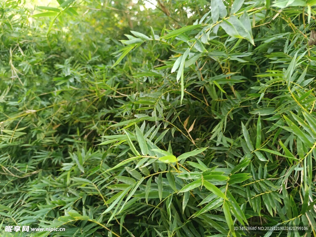 翠绿繁茂的竹林景观