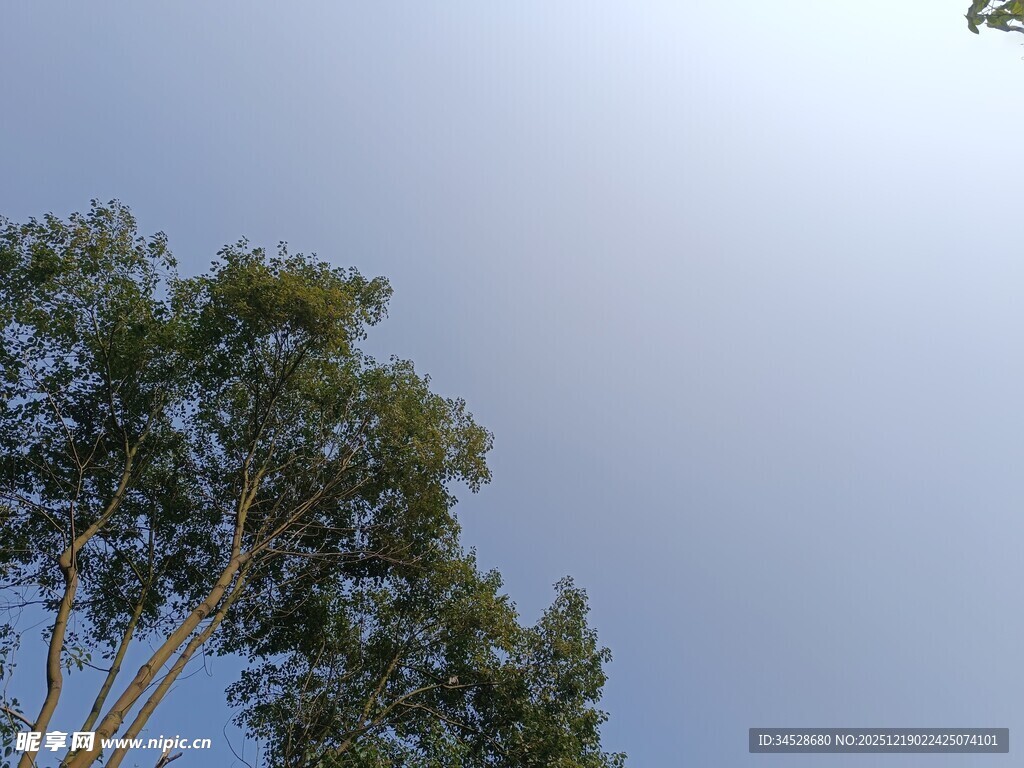 仰视下的挺拔树木