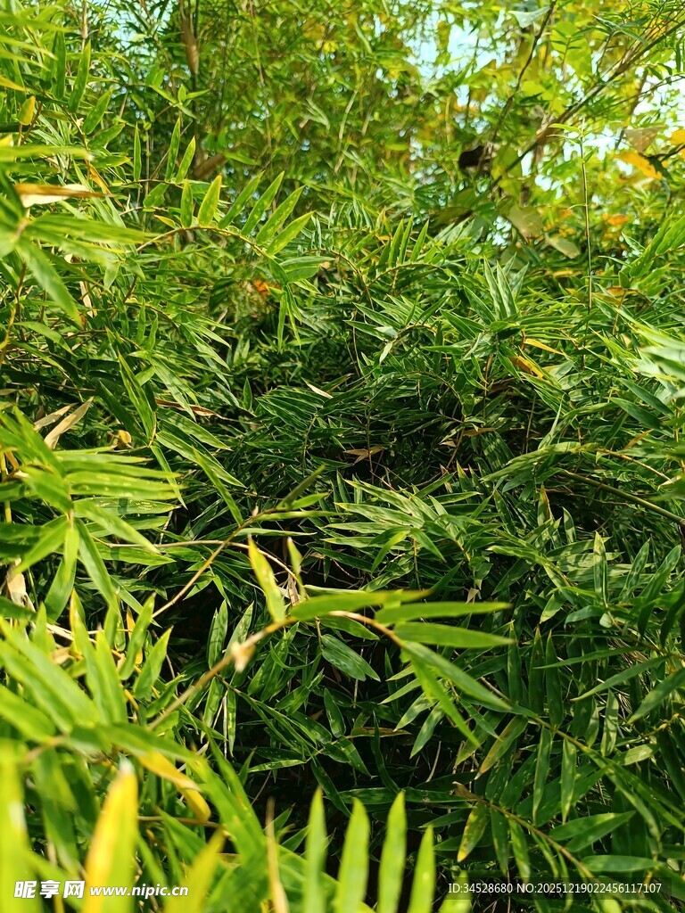 翠绿繁茂的竹林景象