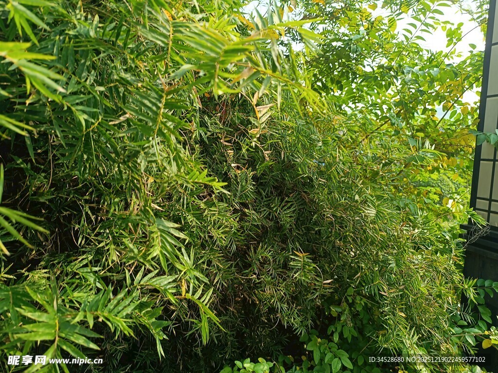 茂密竹林绿意盎然