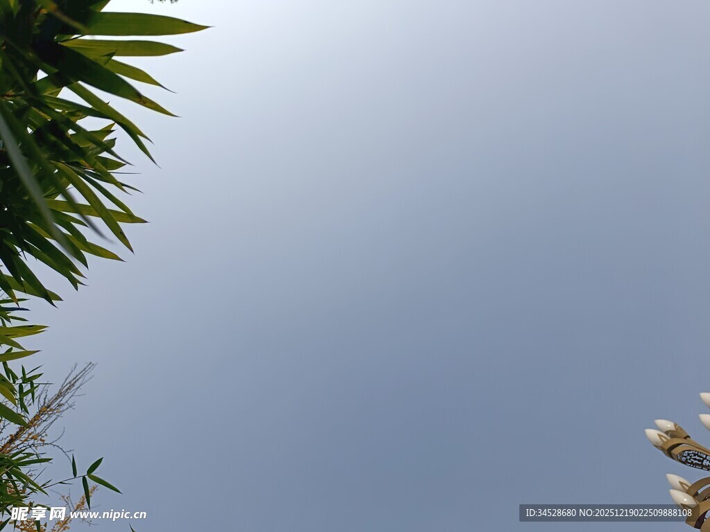 仰视天空中的绿植与花朵