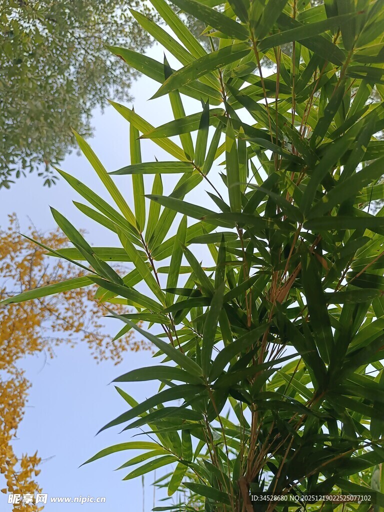 蓝天映衬下的翠绿竹叶