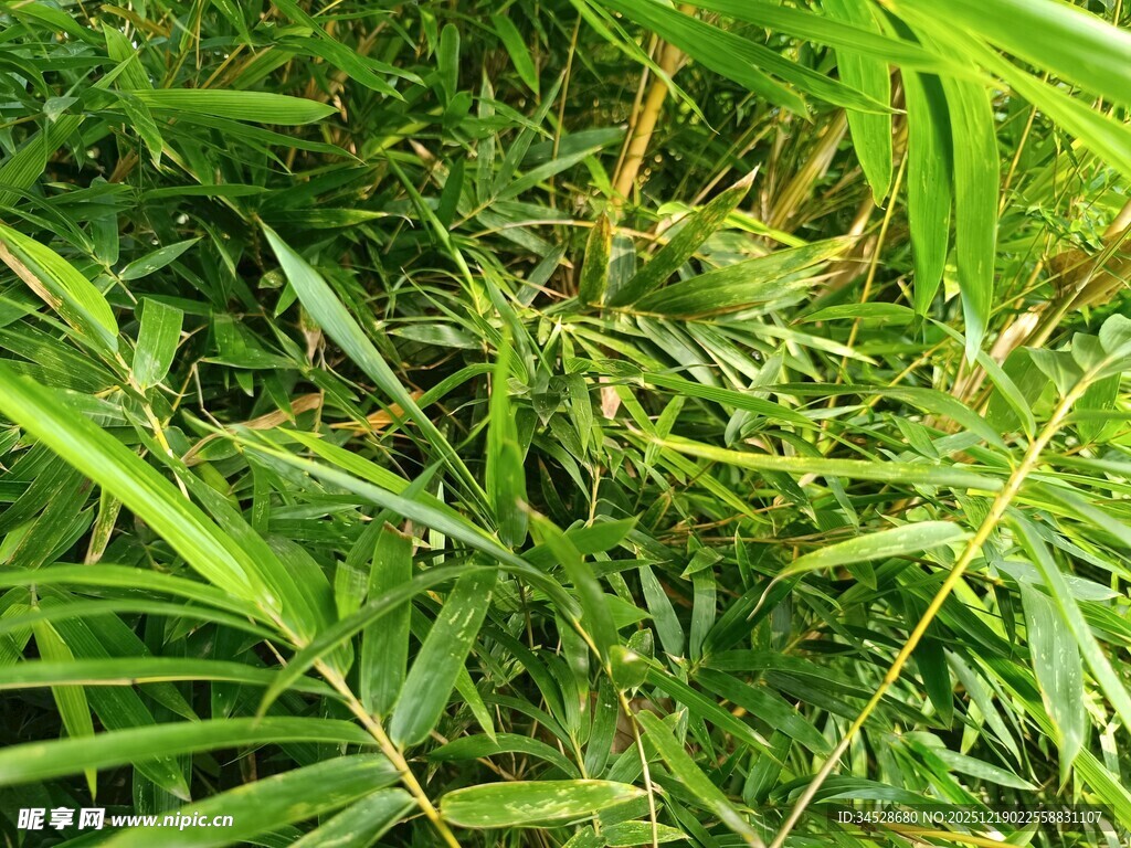 翠绿繁茂的热带植物叶片