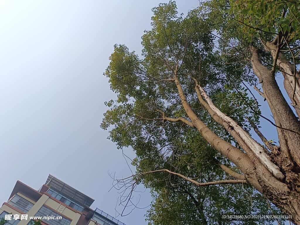 城市中高大茂盛的树木