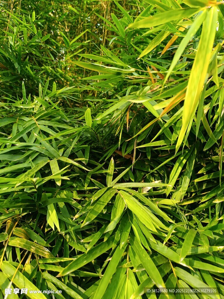 翠绿繁茂的竹叶景观