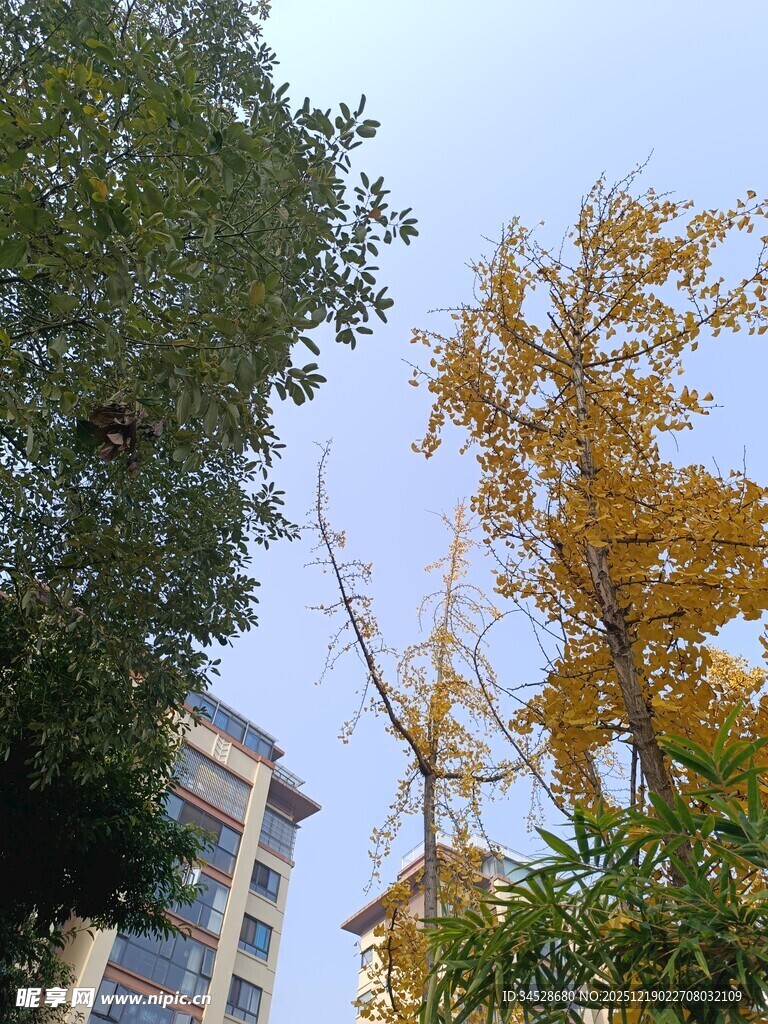 秋日城市中的金黄银杏树