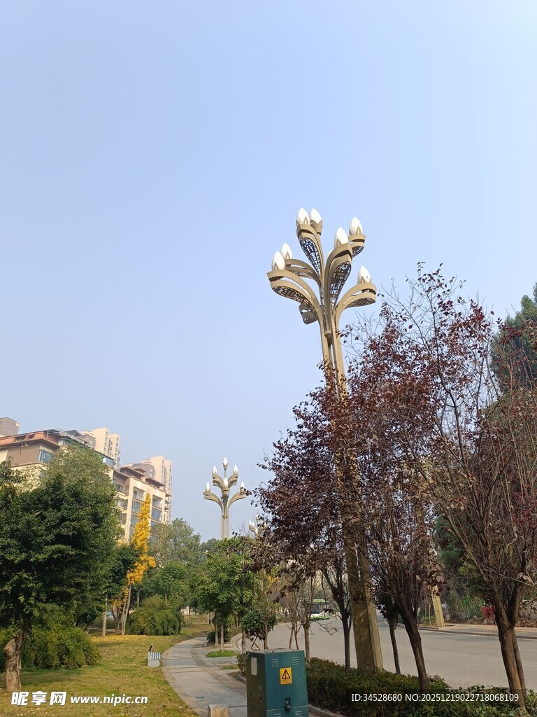 户外公园中的奇特树木景观